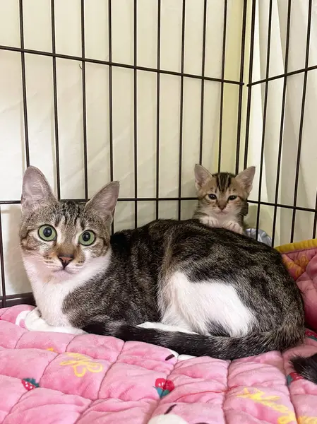 Yumuşak battaniyesinde uyuyan anne kedisi olan tekir kedicik. Aile kavramı