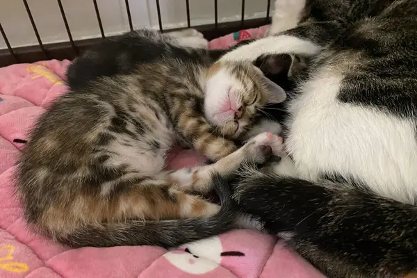 Yumuşak battaniyesinde uyuyan anne kedisi olan tekir kedicik. Aile kavramı