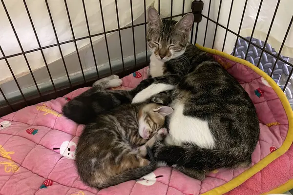 Yumuşak battaniyesinde uyuyan anne kedisi olan tekir kedicik. Aile kavramı