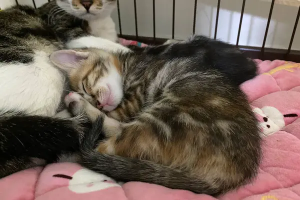 Yumuşak battaniyesinde uyuyan anne kedisi olan tekir kedicik. Aile kavramı