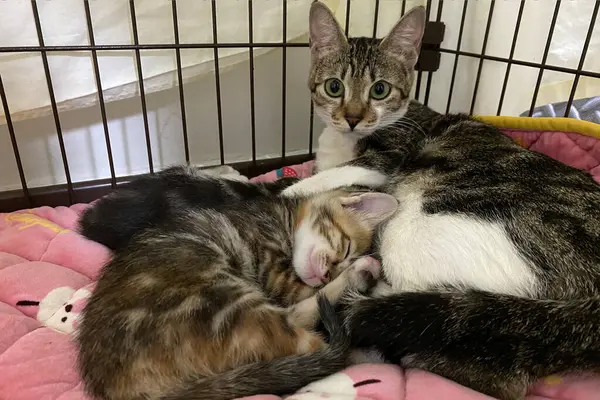 Yumuşak battaniyesinde uyuyan anne kedisi olan tekir kedicik. Aile kavramı