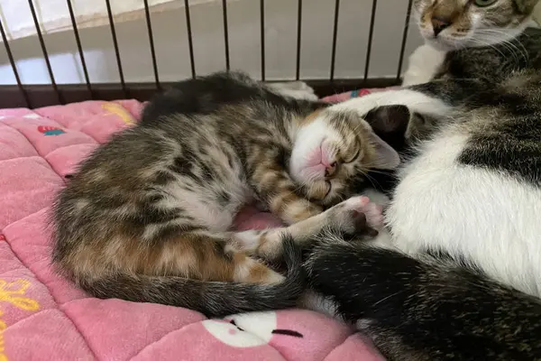 Yumuşak battaniyesinde uyuyan anne kedisi olan tekir kedicik. Aile kavramı