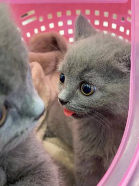 Kedi, dili dışarıda kafesin üzerinde yatan sıcakta çürür. Kedi ağzı açık bir şekilde kutuda oturuyor. kedi yaz sıcağı. 