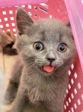 Kedi, dili dışarıda kafesin üzerinde yatan sıcakta çürür. Kedi ağzı açık bir şekilde kutuda oturuyor. kedi yaz sıcağı. 