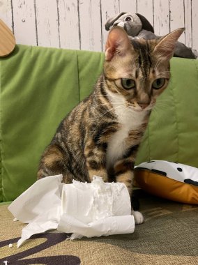 Kanepe arkasında tuvalet kağıdıyla oynayan sevimli bir kedi. Eğlence konsepti 