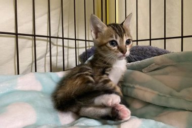 Kafesteki üzgün kedi yavrusu. Barınakta evsiz bir kedi. kedi evlatlık.