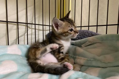 Kafesteki üzgün kedi yavrusu. Barınakta evsiz bir kedi. kedi evlatlık.