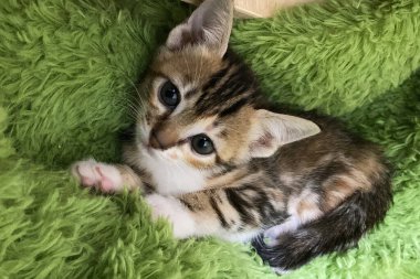 Battaniyenin üzerinde uyuyan sevimli tekir kedi yavrusu. Kedi istirahatı yatakta kestiriyor. Rahat bir evde uyuyan evcil hayvan. Üst görünüm web pankartı 