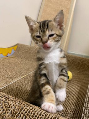 Kedi yavrusu bir kedi için tırmalama direkleriyle oynuyor. Evde küçük, aktif bir kedi yavrusu