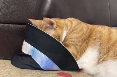 Sabah güneşinin altında yatakta yatarken tüylü turuncu kedi inekleri. Rahat bir uyku..