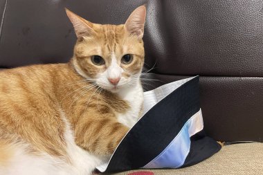 Sabah güneşinin altında yatakta yatarken tüylü turuncu kedi inekleri. Rahat bir uyku..