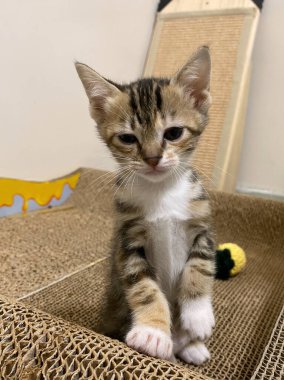 Kedi yavrusu bir kedi için tırmalama direkleriyle oynuyor. Evde küçük, aktif bir kedi yavrusu