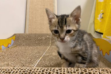 Kedi yavrusu bir kedi için tırmalama direkleriyle oynuyor. Evde küçük, aktif bir kedi yavrusu