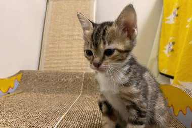 Kedi yavrusu bir kedi için tırmalama direkleriyle oynuyor. Evde küçük, aktif bir kedi yavrusu