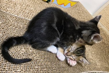 Tekir kedi yavrusu yumuşak battaniyenin üzerinde birlikte uyuyor. Aile kavramı