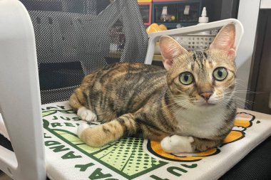 Yumuşak, sevimli bir kedi sandalyeye uzanıyor. Bu kapalı mekan sahnesi sevimli kedileri yakalıyor.