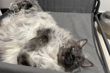 Kabarık, büyük, gururlu, gri, beyaz, koca bir rakun kedi yatakta yatıyordu. Rahat bir uyku..