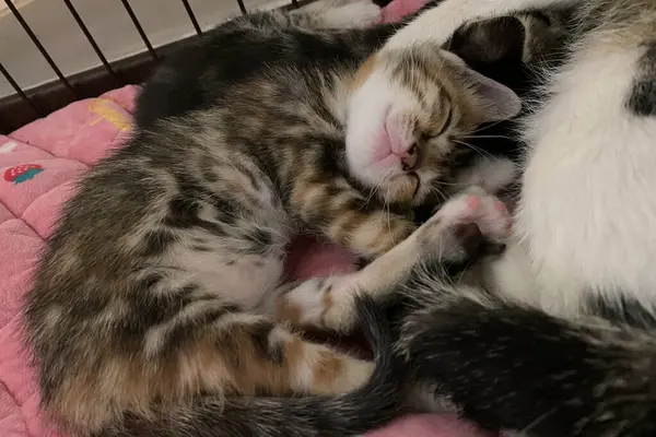 Yumuşak battaniyesinde uyuyan anne kedisi olan tekir kedicik. Aile kavramı