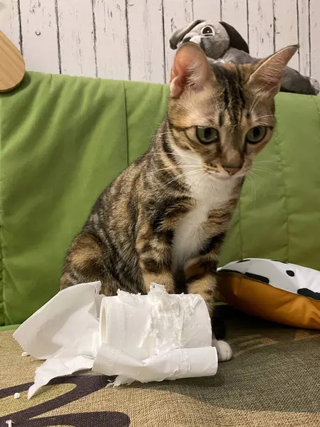 Kanepe arkasında tuvalet kağıdıyla oynayan sevimli bir kedi. Eğlence konsepti 