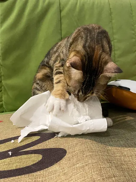 Kanepe arkasında tuvalet kağıdıyla oynayan sevimli bir kedi. Eğlence konsepti 