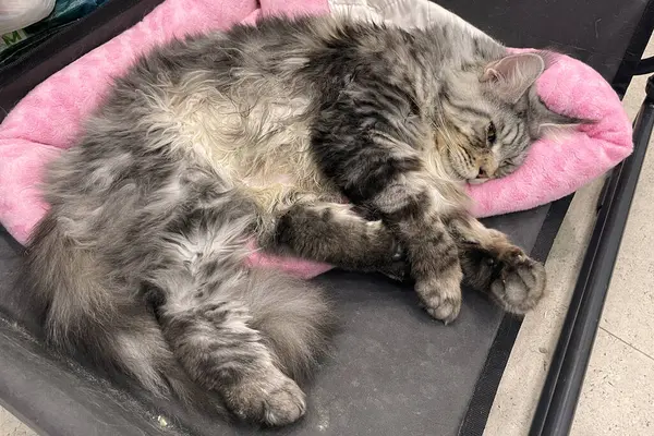 Kabarık, büyük, gururlu, gri, beyaz, koca bir rakun kedi yatakta yatıyordu. Rahat bir uyku..