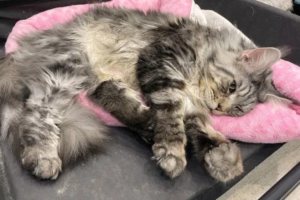 Kabarık, büyük, gururlu, gri, beyaz, koca bir rakun kedi yatakta yatıyordu. Rahat bir uyku..