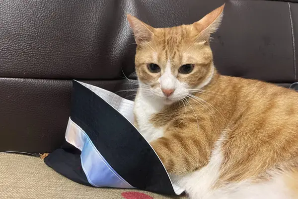 Sabah güneşinin altında yatakta yatarken tüylü turuncu kedi inekleri. Rahat bir uyku..