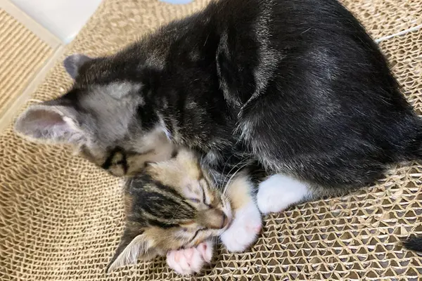 Tekir kedi yavrusu yumuşak battaniyenin üzerinde birlikte uyuyor. Aile kavramı