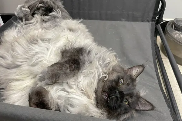 Kabarık, büyük, gururlu, gri, beyaz, koca bir rakun kedi yatakta yatıyordu. Rahat bir uyku..