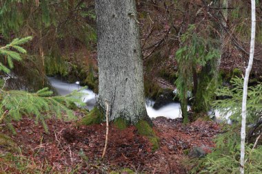 Beautiful stream in the forest in Finland