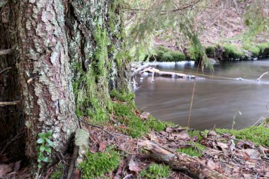 Stream in old forest with moss