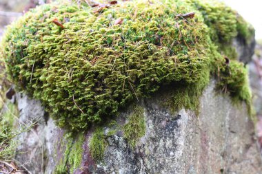 Close-up of moss mat in the nature