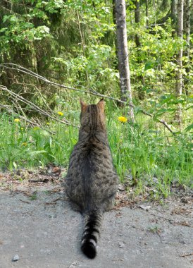 Tabby cat watching for his television
