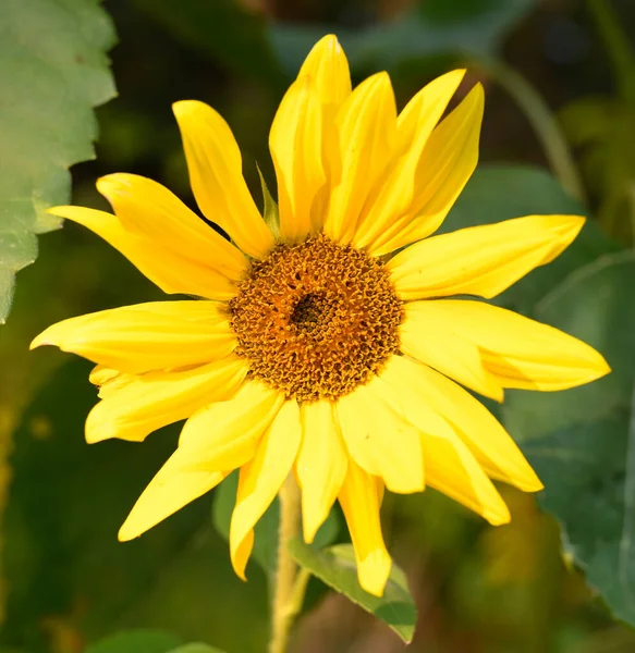 Sunflower in the garden in late summer