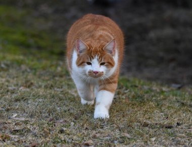 Kırsalda evcil kedi.