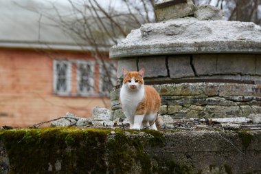 Kırsalda evcil kedi.