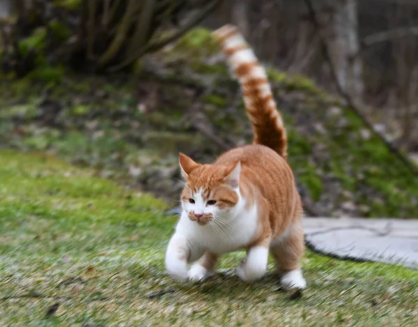 Portrait Young Cat Playing Garden ストック写真
