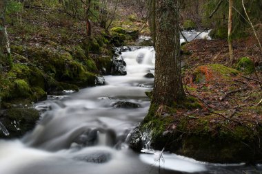 Stream in an old forest in winter