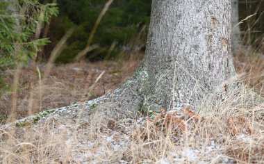 Old spruce tree in the forest