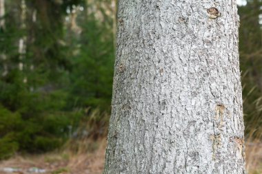 Close-up of an old spruce tree