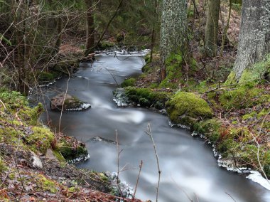 Stream in an old forest in winter