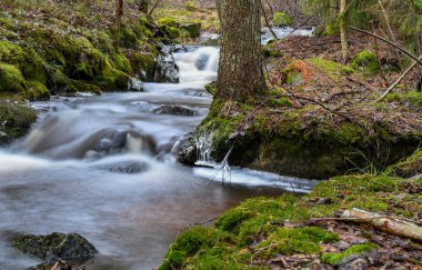 Stream in an old forest in winter