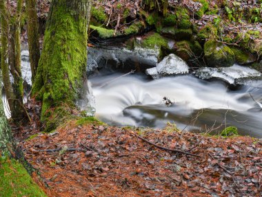 Stream in the forest in winter
