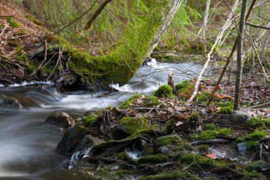 Stream in the forest in winter