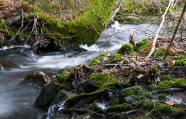 Landscape of stream in the forest in winter