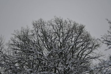 Karlı ağaçlı doğa arkaplanı
