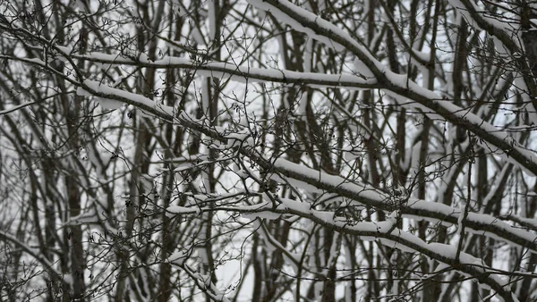 Nature Background Snowy Trees — Stock Photo, Image