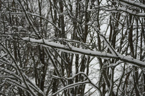 Tło Przyrody Śnieżnymi Drzewami — Zdjęcie stockowe