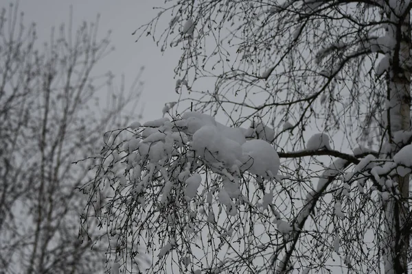 有雪树的自然背景 — 图库照片