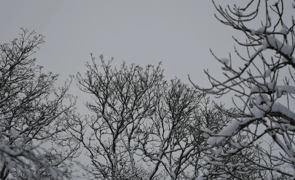 Paisagem Inverno Com Árvores Nevadas — Fotografia de Stock